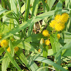 Tufted Loosestrife
