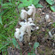 Indian Pipe