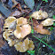 Unknown fungus
