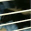 Skunk