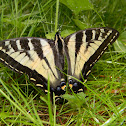 Western Tiger Swallowtail