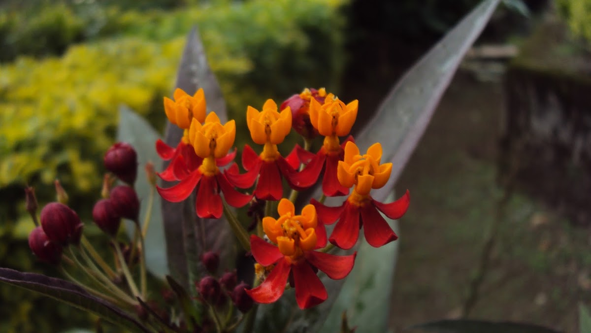 Scarlet Milkweed
