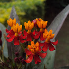 Scarlet Milkweed