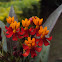 Scarlet Milkweed