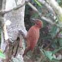 Rufus Woodpecker