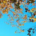 American sycamore