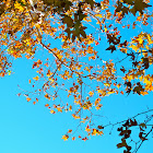 American sycamore
