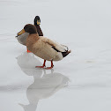 Mallard (Domestic)