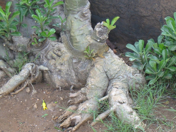 Spotting Image 1
