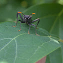 Leaf-footed Bug