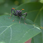 Leaf-footed Bug