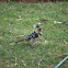 Crested barbet