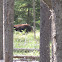 Brown Bear