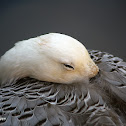 Ganso imperador (Emperor goose)