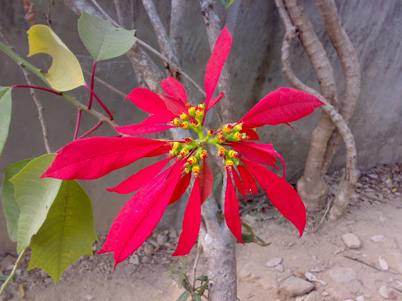 Spotting Image 1