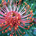Pincushion Protea