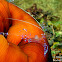 Graceful Anemone Shrimp