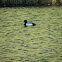 lesser scaup