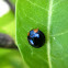 Metallic Blue Lady Beetle