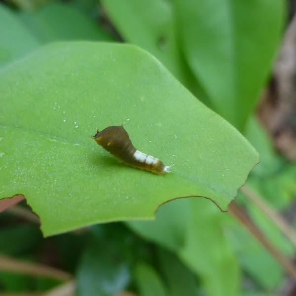 Tailed Jay caterpillar Project Noah