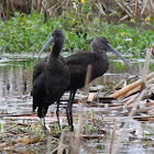 Glossy Ibis