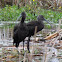 Glossy Ibis
