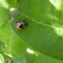 Milkweed Beetle