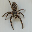 Jumping spider