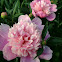 Peony