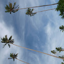 coconut