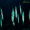 Coral shrimpfish.