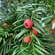 European Yew