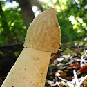 Common Stinkhorn/Grote stinkzwam