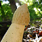 Common Stinkhorn/Grote stinkzwam