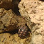 snail