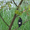 (Shalik)Asian Pied Starling 