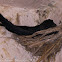 Glossy Swiftlet