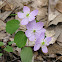 Rue Anemone