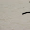Great-tailed Grackle