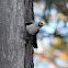 Noisy Miner