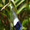 Helicopter damselfly