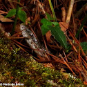 Western rat snake
