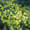 Round-leaf Wattle