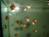 Discus En Cordoba