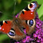 Aglais (inachis)io