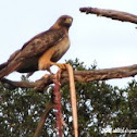 Red-tailed Hawk
