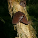 Wood Ear