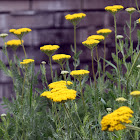 Achillea