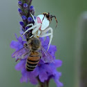 Crab Spider