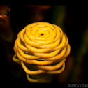 Beehive Ginger / Genjibre magnífico